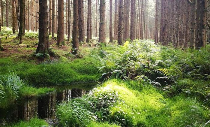 Hafren Forest